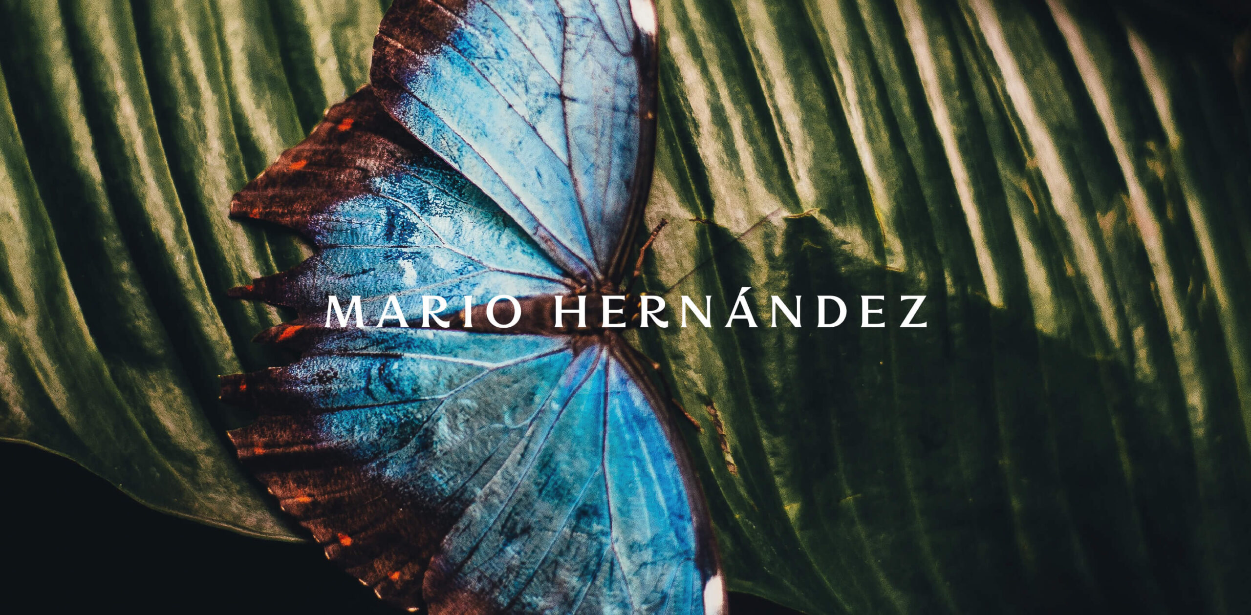 MARIO HERNÁNDEZ, una historia de 45 años contada a partir de 6 elementos icónicos